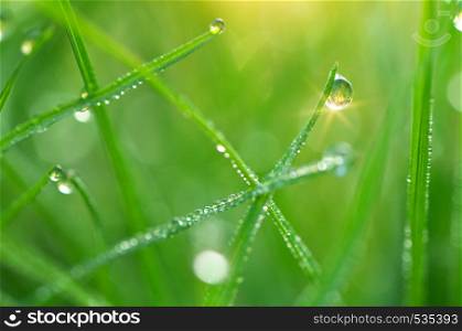 Macro of dew. Composition of nature.
