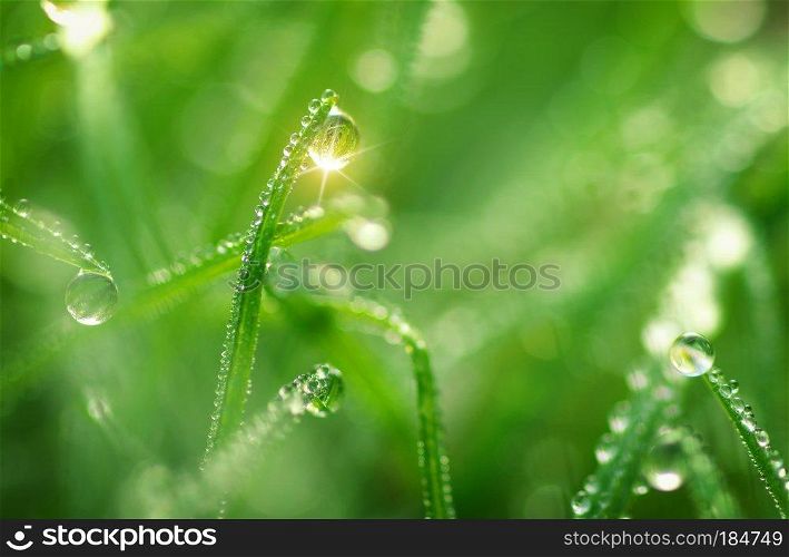 Macro of dew. Nature composition.