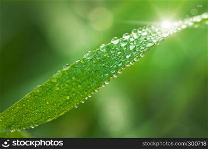 Macro of dew on leaf. Nature composition.
