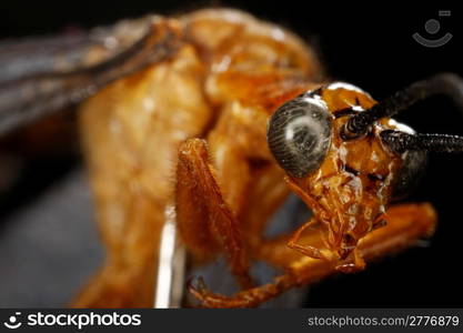 Macro of dragonfly