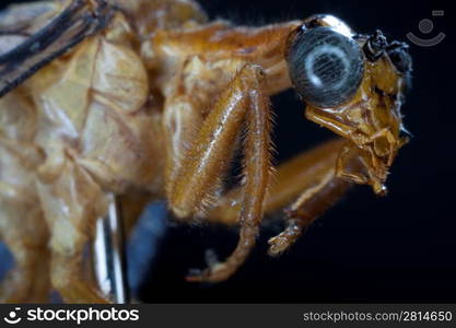 Macro of dragonfly