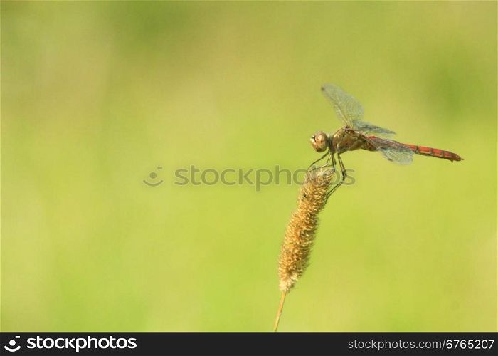 macro of dragonfly. macro of dragonfly sitting on the herbal spikelet