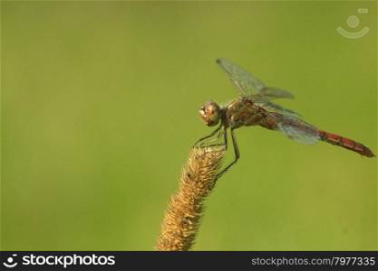 macro of dragonfly. macro of dragonfly sitting on the herbal spikelet