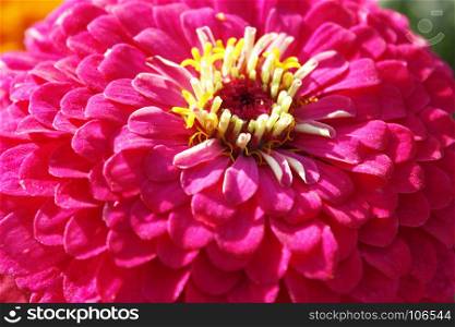 macro of flower of zinnia. macro of the red flower of zinnia in the garden