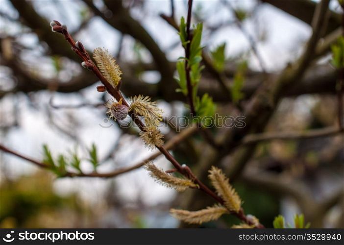 Macro of flowering pussy willow bud in spring with tree in the background