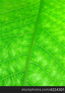 macro of green leaf