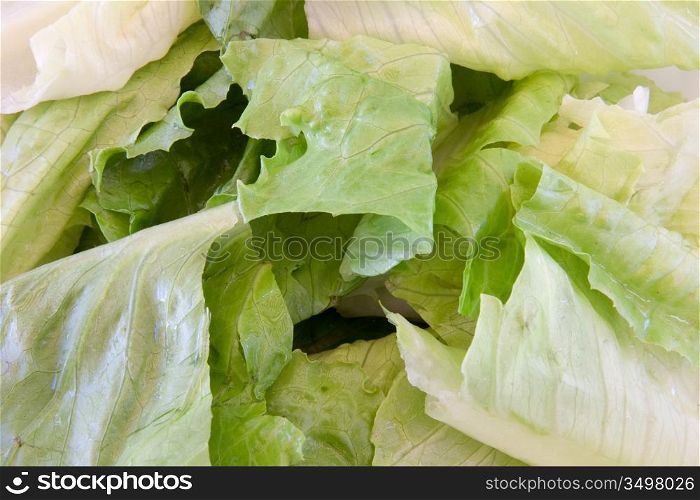 Macro of green leaf lettuce and fresh cut
