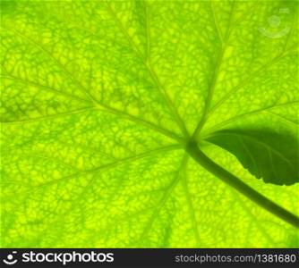 Macro of green leaf texture. Nature background.