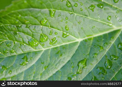 Macro of green leaf with water drops