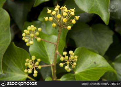 Macro of Ivy Buds (UK variety Hedera helix).