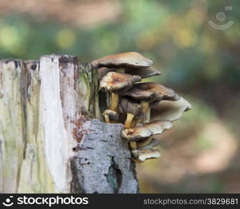 macro of mushroom on a tree