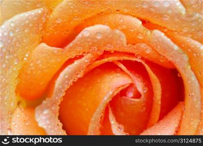 macro of orange rose with water drops