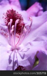 macro of pink rhododendron