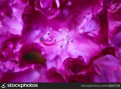macro of pink rhododendron