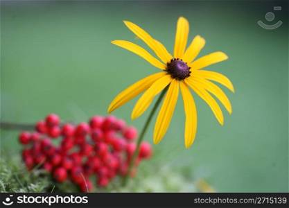 macro of plenty of red fruits in autumn in denmark with a yellow daisy