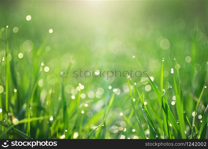 Macro of raindrop and bokeh background. Composition of nature.