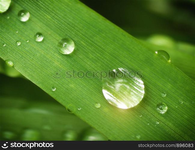 Macro of raindrop. Composition of nature.