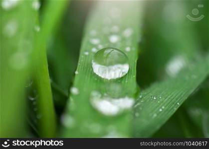 Macro of raindrop. Nature and ecology composition.