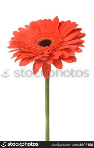 Macro of red daisy-gerbera head isolated on white