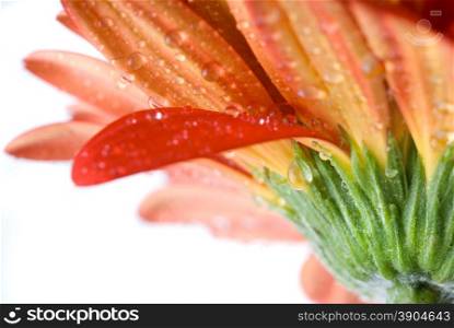 Macro of red daisy-gerbera head with water drops isolated on white