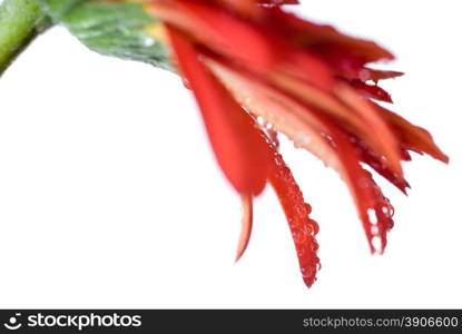 Macro of red daisy-gerbera head with water drops isolated on white