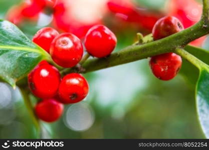 Macro of red holly berries, ilex part of the Aquifoliaceae family.