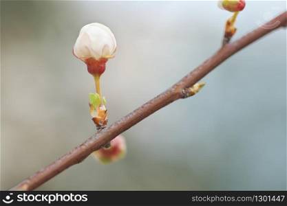 Macro of spring bud flower on tree branch. Nature composition.
