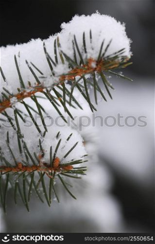 Macro of spruce branches covered with snow, single snowflakes visible at full size