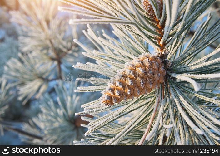 Macro of spruce. Nature composition. Element of design.