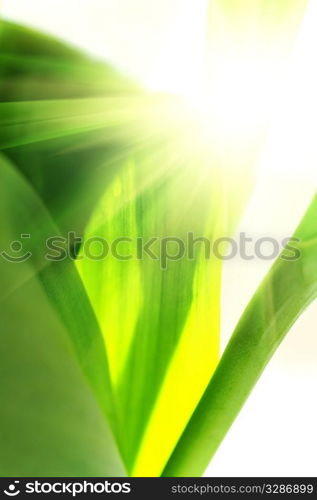 macro of the beautyful green leaves and sunlight