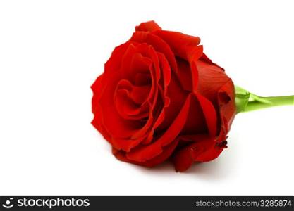 macro of the beautyful red rose isolated