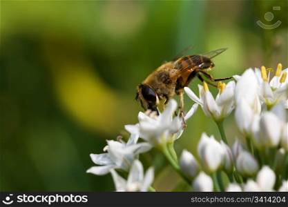 Macro of the bee in the flowers