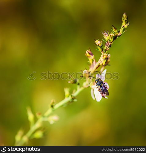 macro of the bug on the flower twig