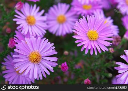 Macro of violet flower. Nature composition.