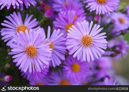 Macro of violet flower. Nature composition.