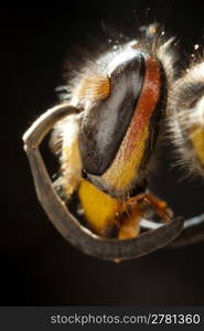 Macro of wasp