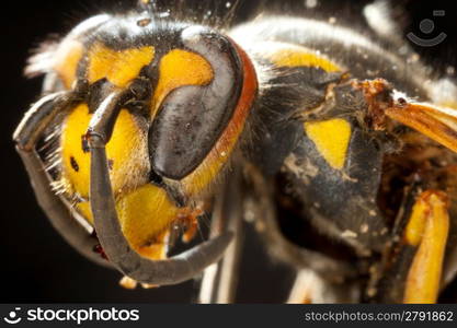 Macro of wasp