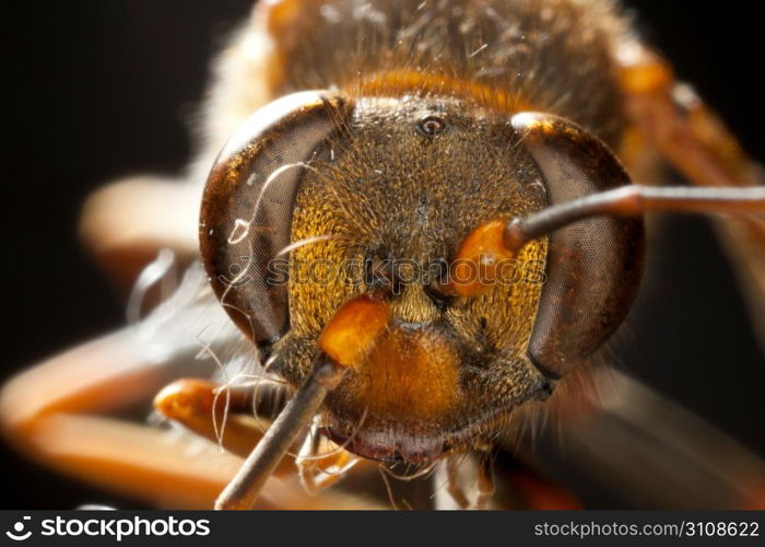 Macro of wasp