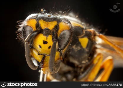 Macro of wasp