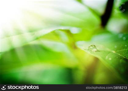 Macro of water drop on green leaf
