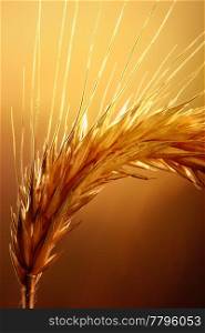 Macro of wheat against strong and warm backlight