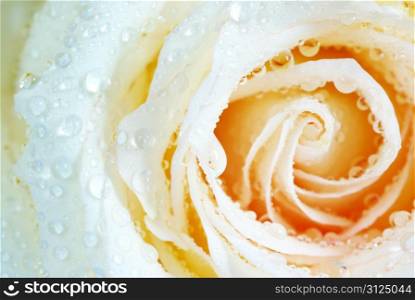 macro of white rose with water drops