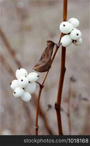 Macro of white snowberry fruits in winter