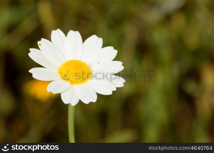 Macro of wild daisies in the field during spring