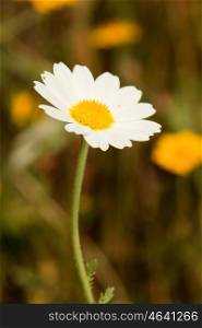 Macro of wild daisies in the field during spring