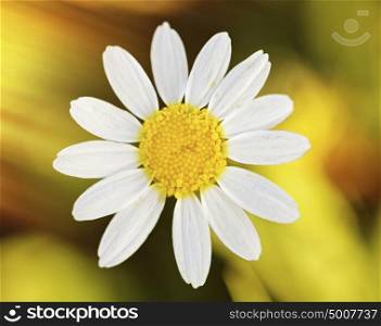 Macro of wild daisy in the field during spring