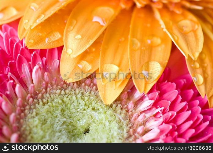 Macro of yellow and pink daisy-gerbera
