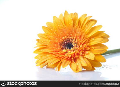 Macro of yellow daisy-gerbera head isolated on white