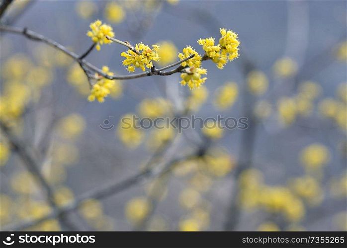 Macro of yellow spring tree in romania forest