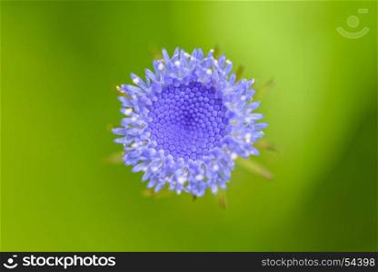 Macro on top of small flower. Beautiful macro middle on top of a small bud flower with blue petals is blossom is a weed in the meadow on green blur background